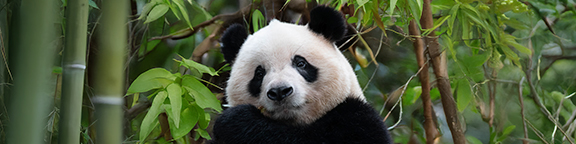 ZOO Aquarium Madrid descuento en entradas