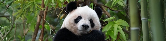 ZOO Aquarium Madrid descuento en entradas