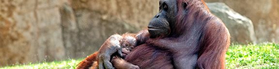 ZOO Aquarium Madrid descuento en entradas