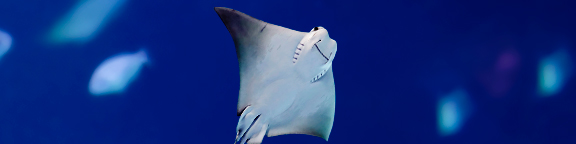 Atlantis Aquarium Madrid descuento en entradas