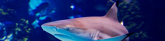 Atlantis Aquarium Madrid descuento en entradas