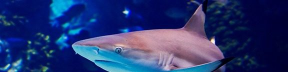 Atlantis Aquarium Madrid descuento en entradas